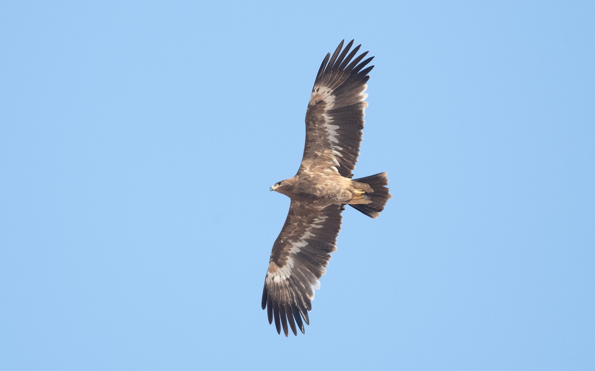 Steppe Eagle - ML626559723