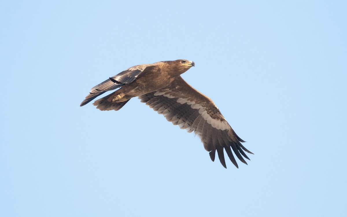 Steppe Eagle - ML626559724
