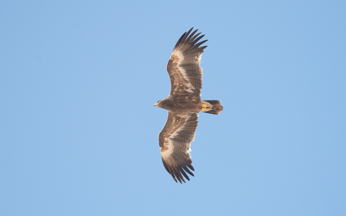 Steppe Eagle - ML626559725