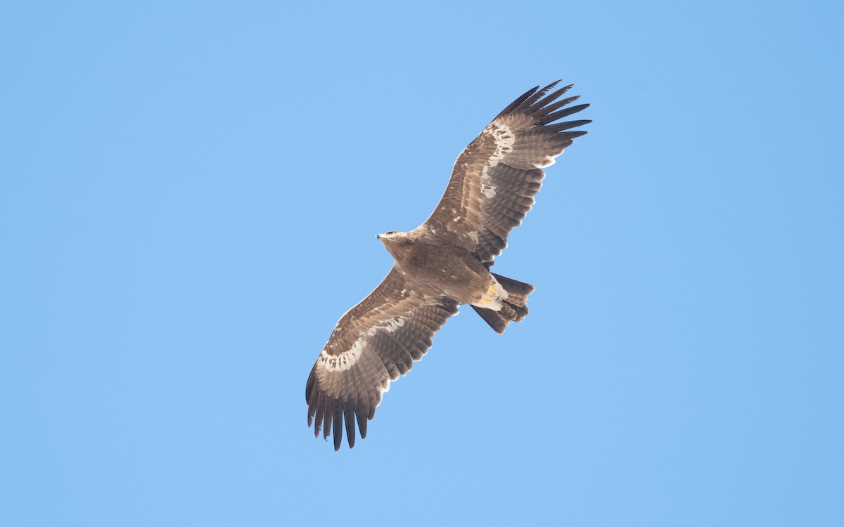 Steppe Eagle - ML626559726