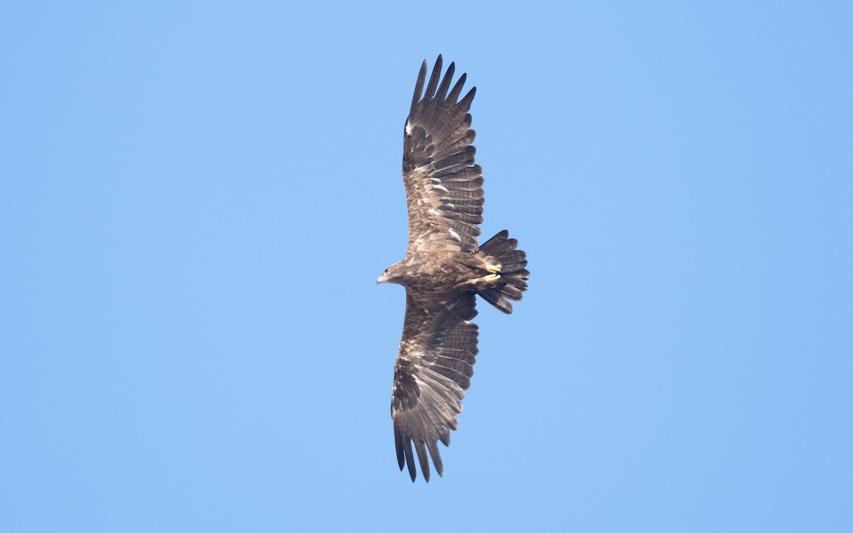 Steppe Eagle - ML626559727