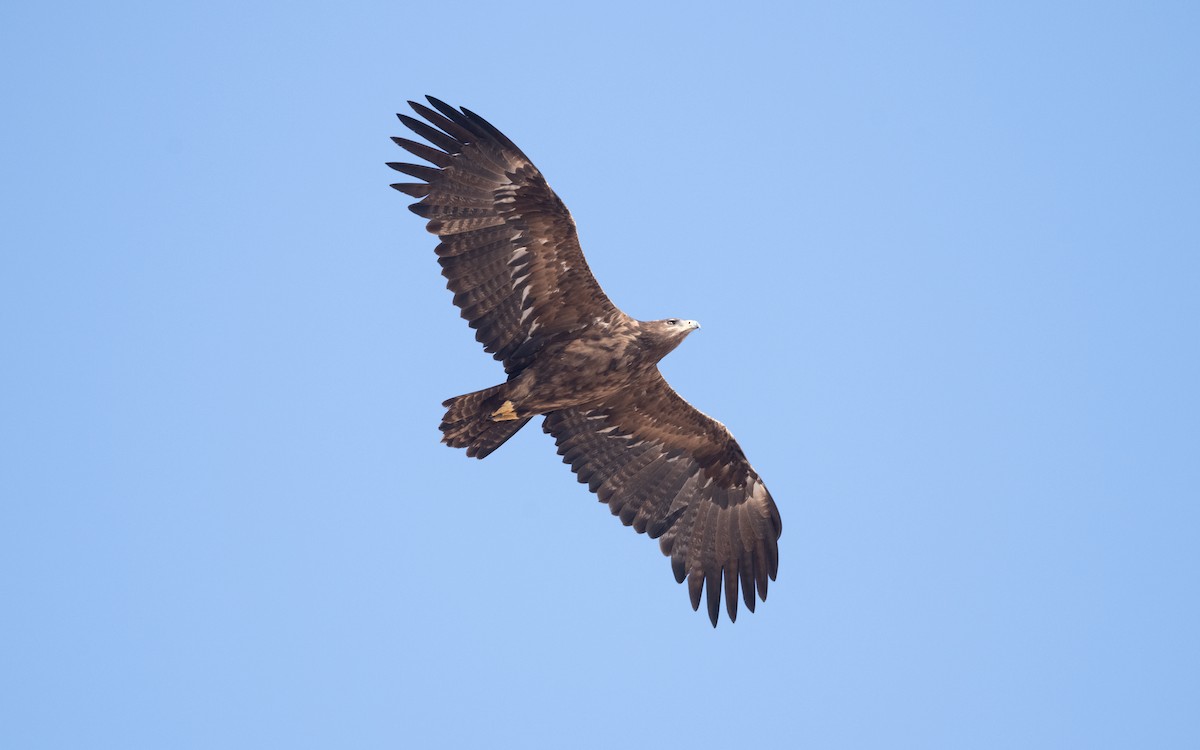 Steppe Eagle - ML626559730