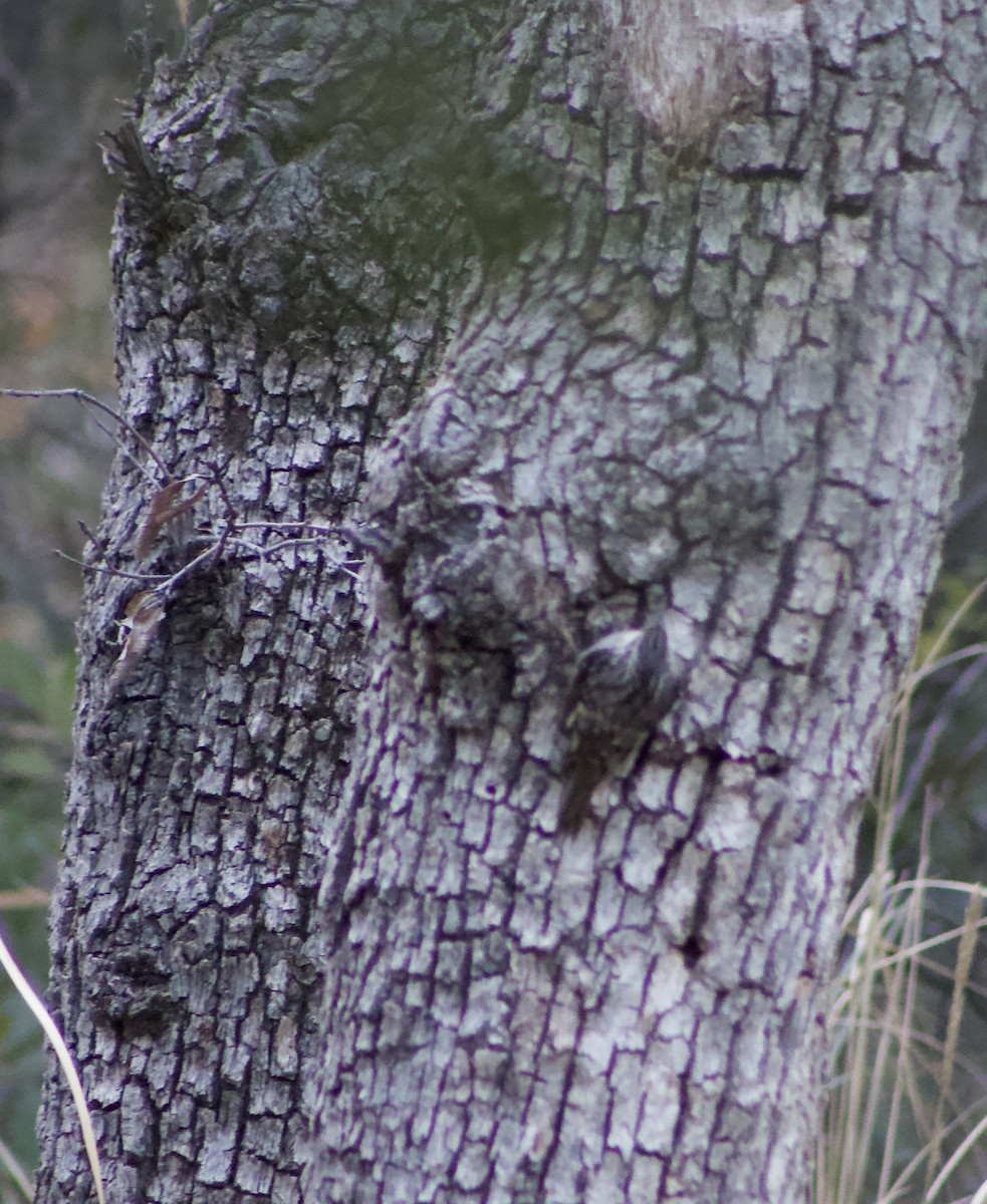 Brown Creeper - ML626559732