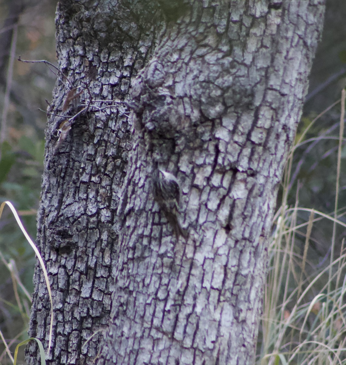 Brown Creeper - ML626559733