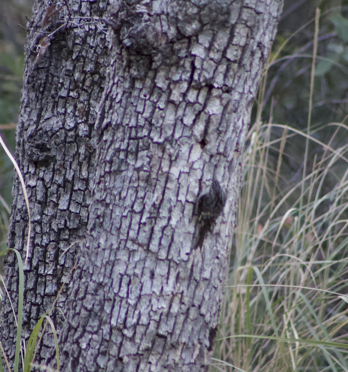 Brown Creeper - ML626559734