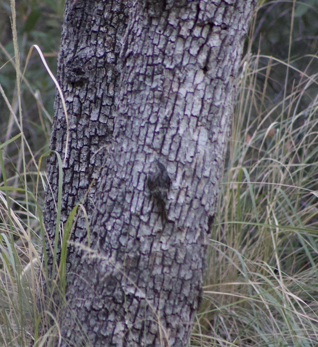 Brown Creeper - ML626559735