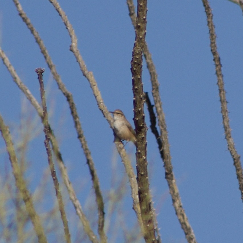 Rock Wren - ML626559938