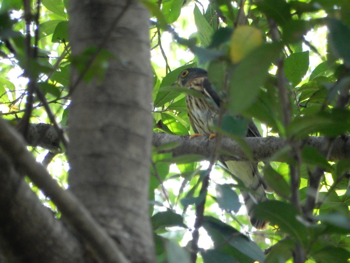 Hodgson's Hawk-Cuckoo - ML626559955