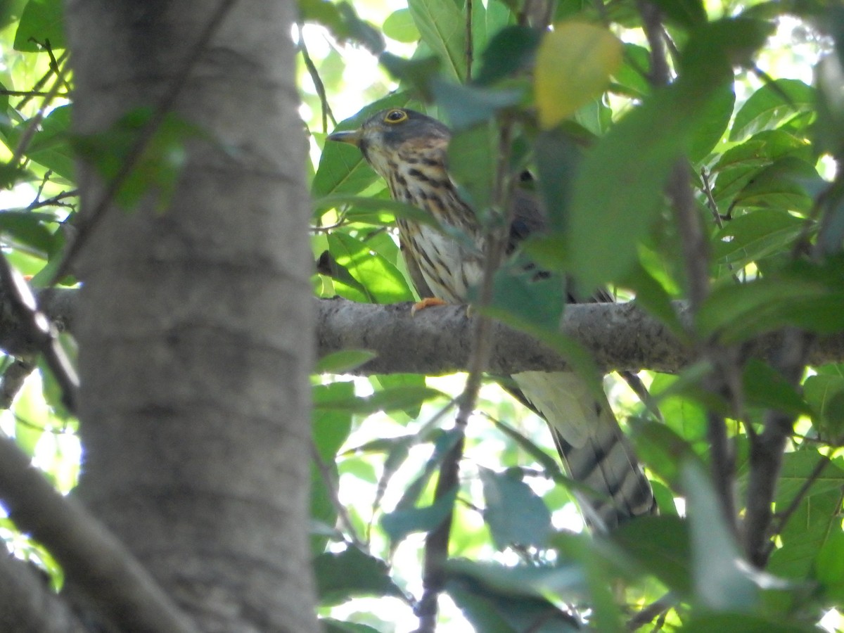 Hodgson's Hawk-Cuckoo - ML626559956