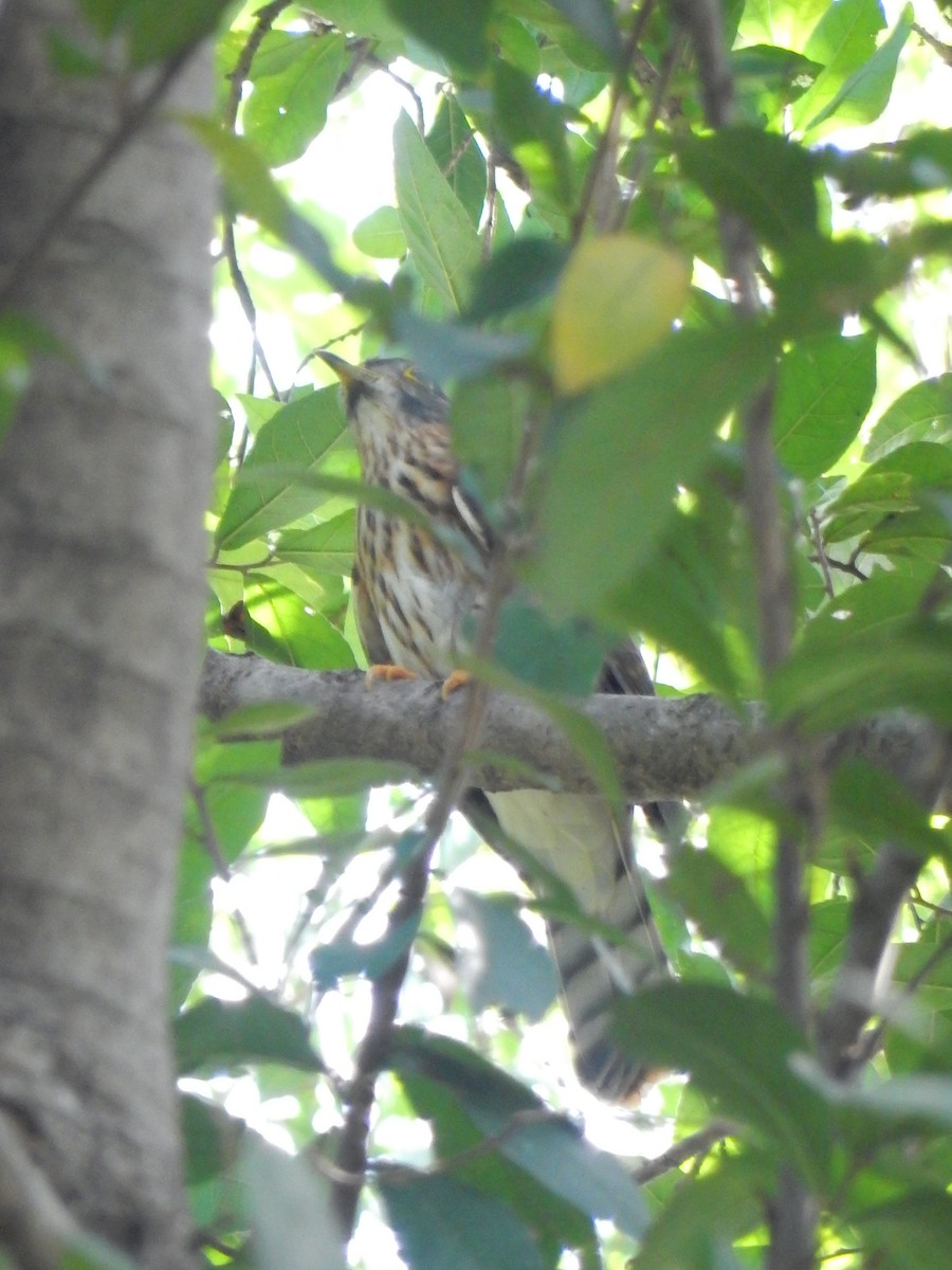 Hodgson's Hawk-Cuckoo - ML626559957