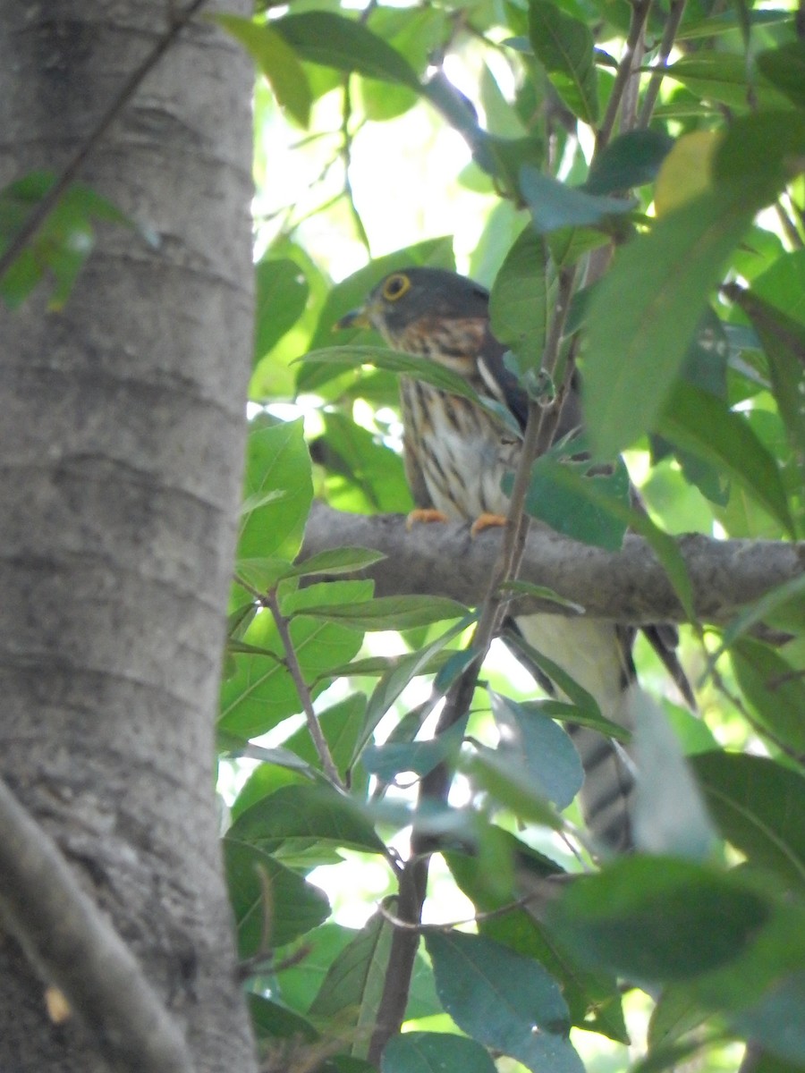 Hodgson's Hawk-Cuckoo - ML626559958