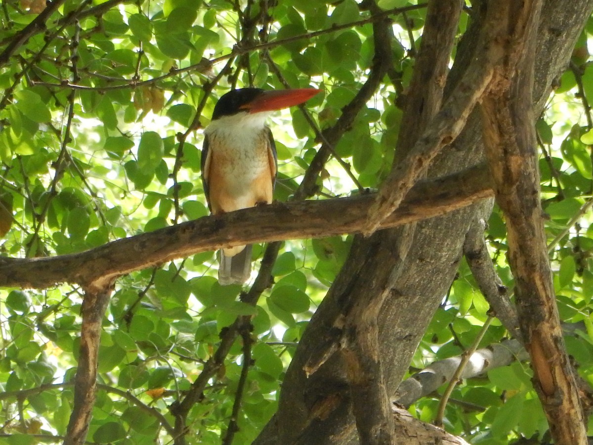 Black-capped Kingfisher - ML626559966