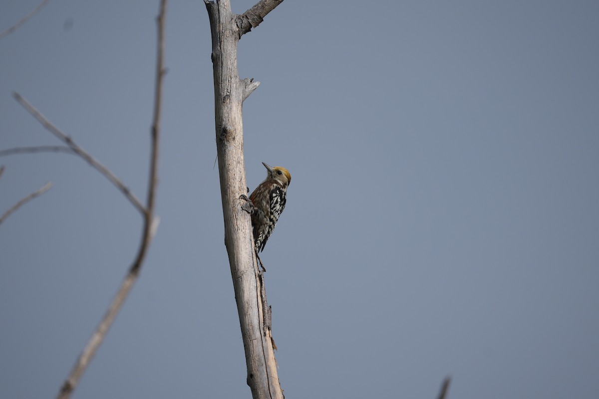 Yellow-crowned Woodpecker - ML626560062