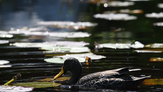 Yellow-billed Duck - ML626560235