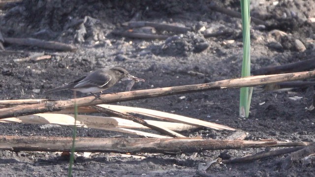Black Phoebe - ML626560556