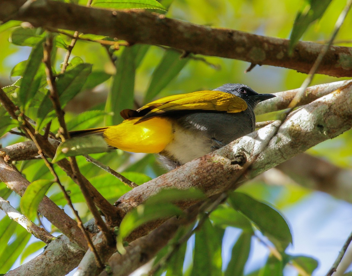 Gray-bellied Bulbul - ML626560890