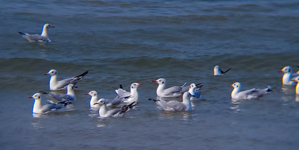 Black-headed/Brown-headed Gull - ML626561044