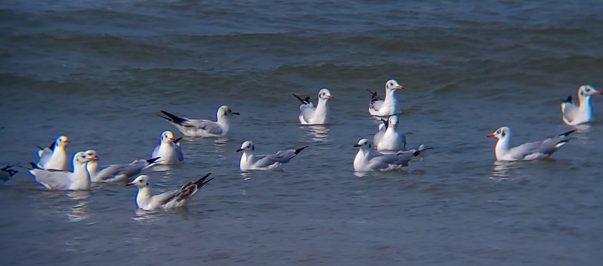 Black-headed/Brown-headed Gull - ML626561045