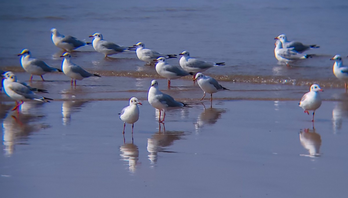 Black-headed/Brown-headed Gull - ML626561046
