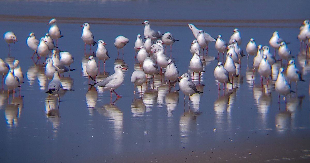 Black-headed/Brown-headed Gull - ML626561047