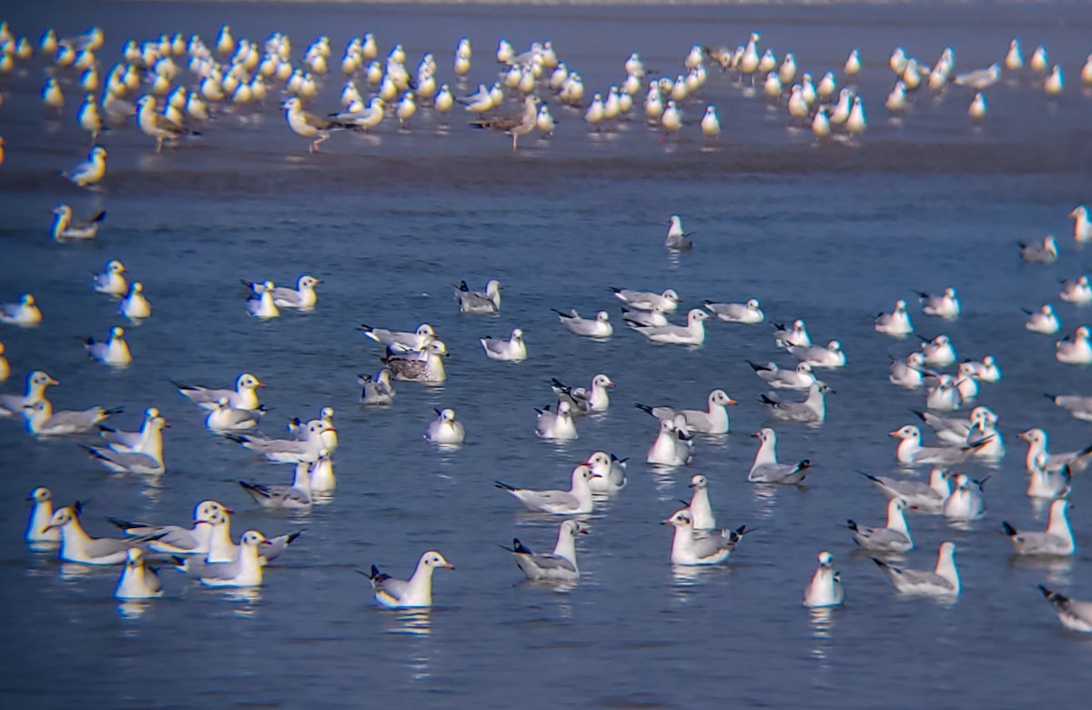 Black-headed/Brown-headed Gull - ML626561048