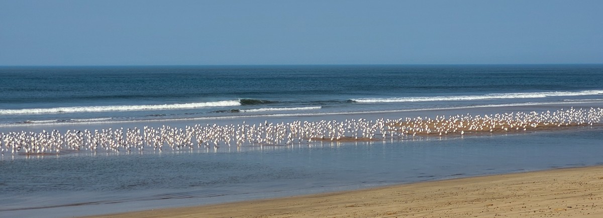 Black-headed/Brown-headed Gull - ML626561049