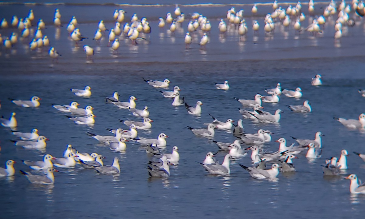 Black-headed/Brown-headed Gull - ML626561050