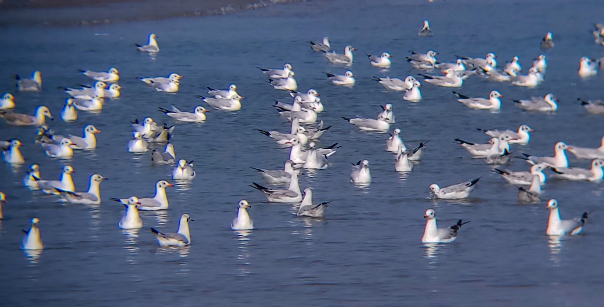 Black-headed/Brown-headed Gull - ML626561051