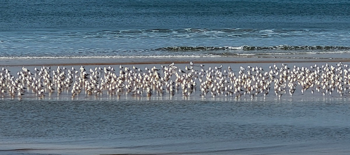 Black-headed/Brown-headed Gull - ML626561052