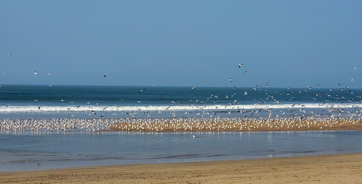 Black-headed/Brown-headed Gull - ML626561053