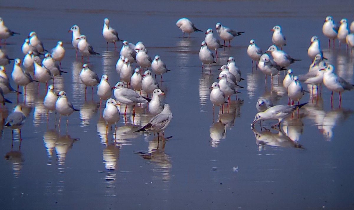 Black-headed/Brown-headed Gull - ML626561054