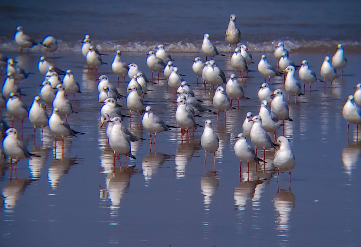 Black-headed/Brown-headed Gull - ML626561055