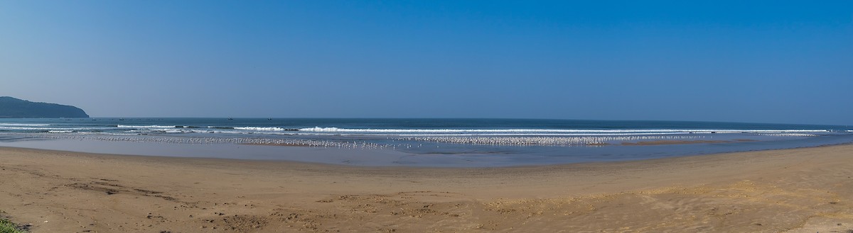 Black-headed/Brown-headed Gull - ML626561056