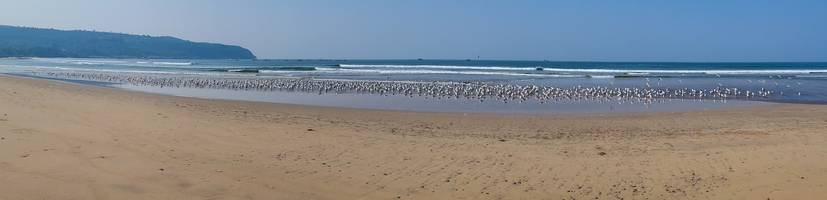 Black-headed/Brown-headed Gull - ML626561057