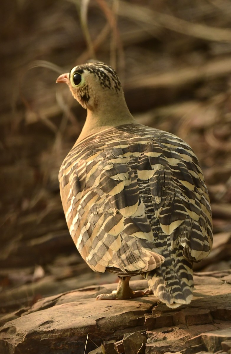 Painted Sandgrouse - ML626561220