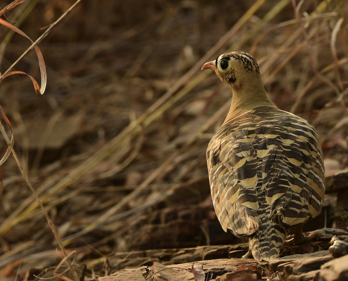 Painted Sandgrouse - ML626561222