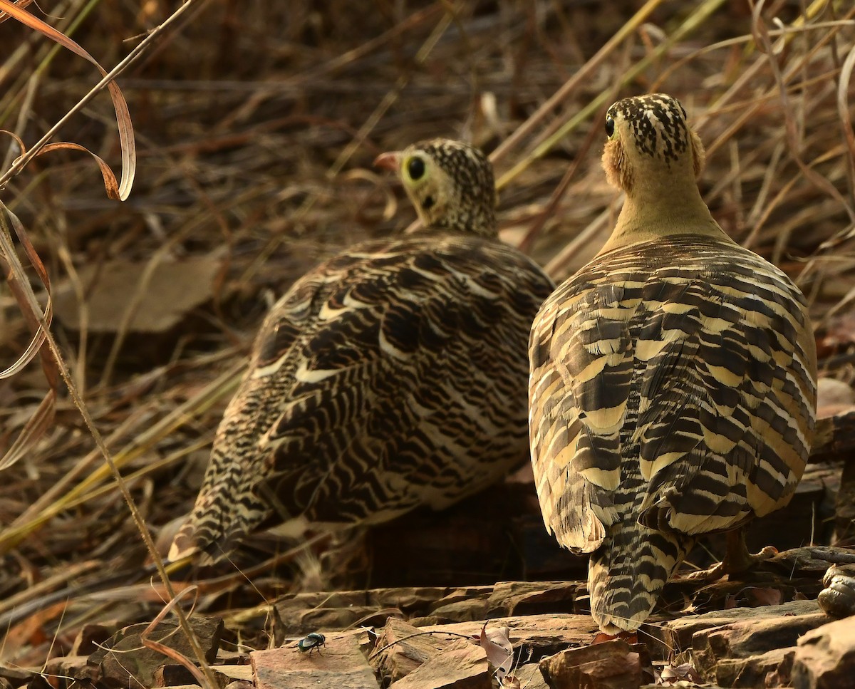 Painted Sandgrouse - ML626561224