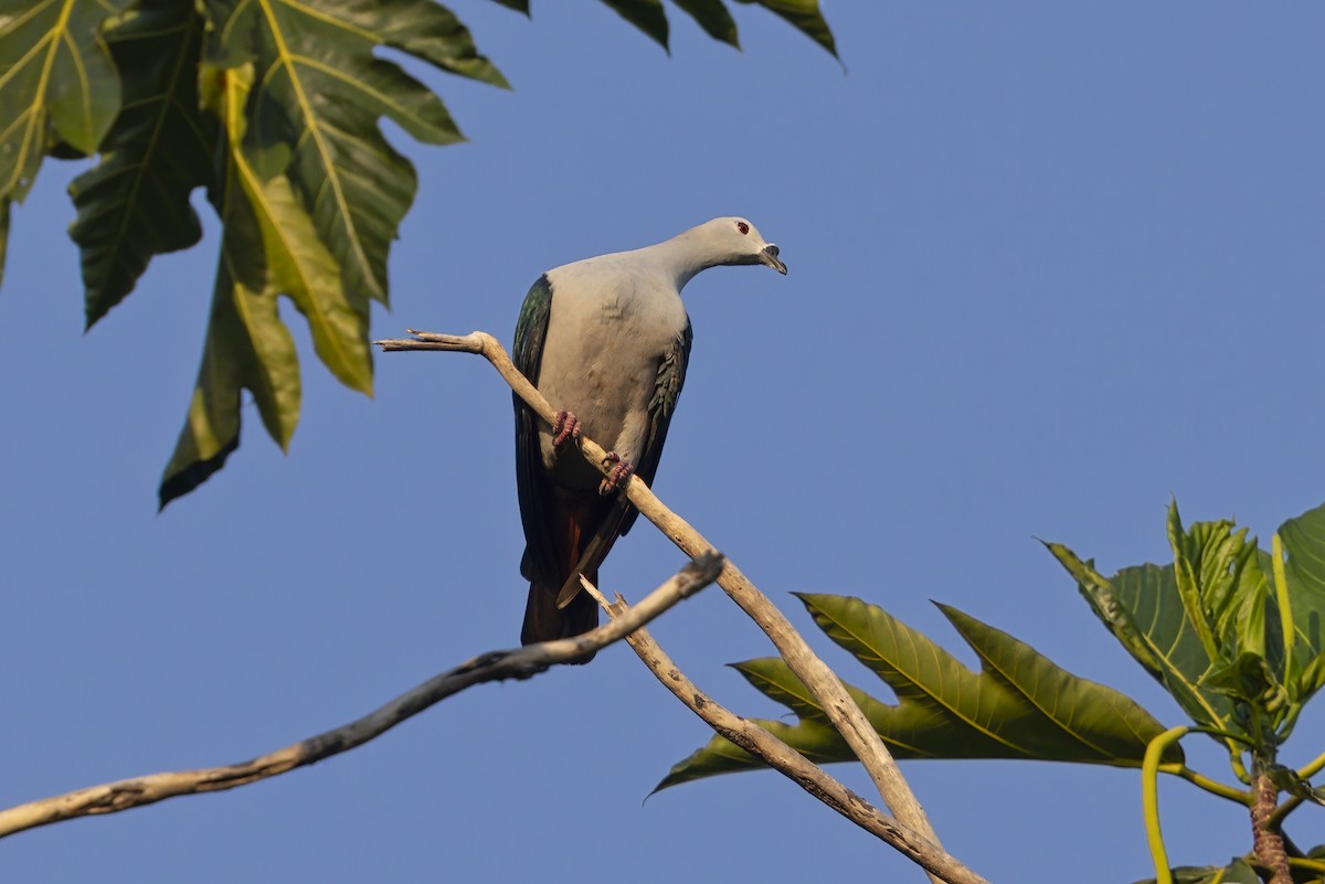 Spice Imperial-Pigeon - ML626561238