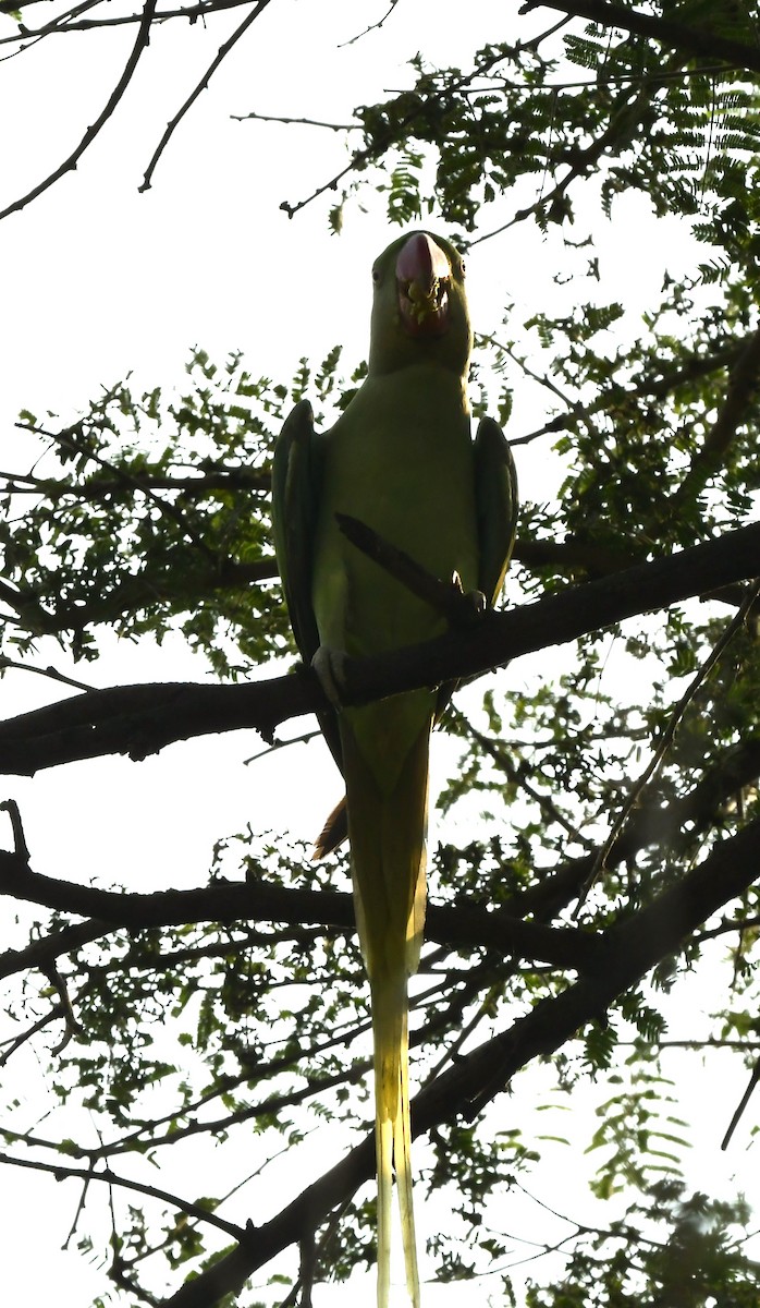 Alexandrine Parakeet - ML626561275