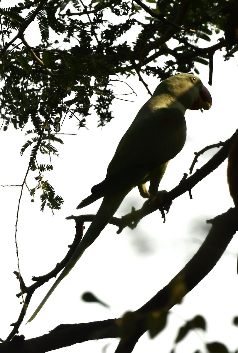 Alexandrine Parakeet - ML626561276