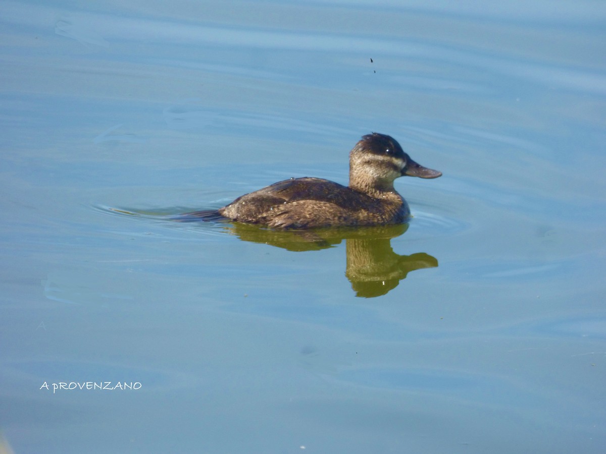 Ruddy Duck - ML626561327