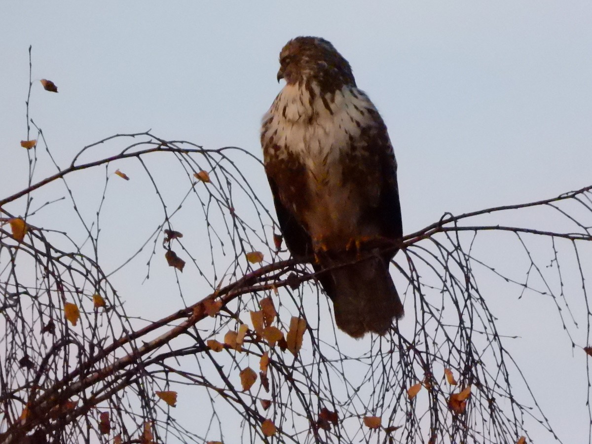 Common Buzzard - ML626561329