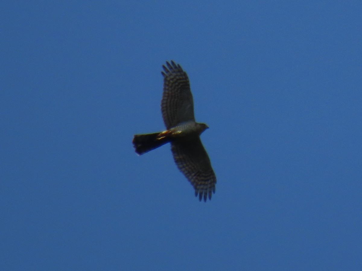 Eurasian Sparrowhawk - ML626561330