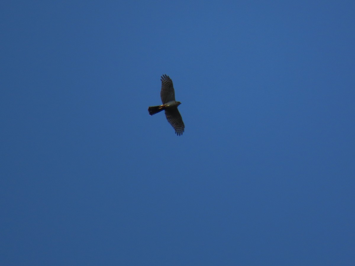 Eurasian Sparrowhawk - ML626561331