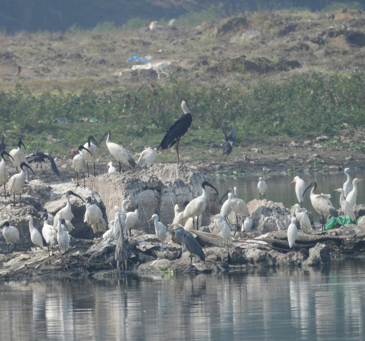 Asian Woolly-necked Stork - ML626561333