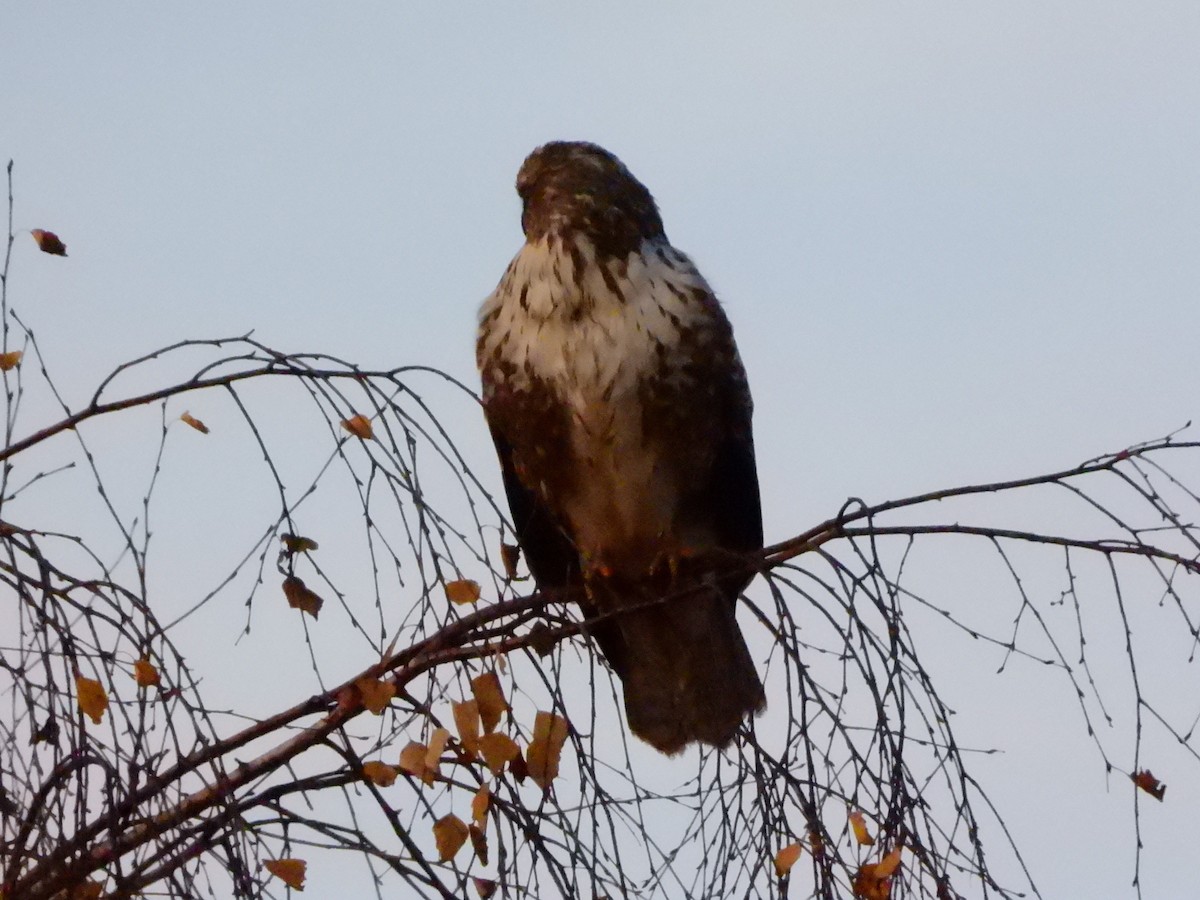 Common Buzzard - ML626561334