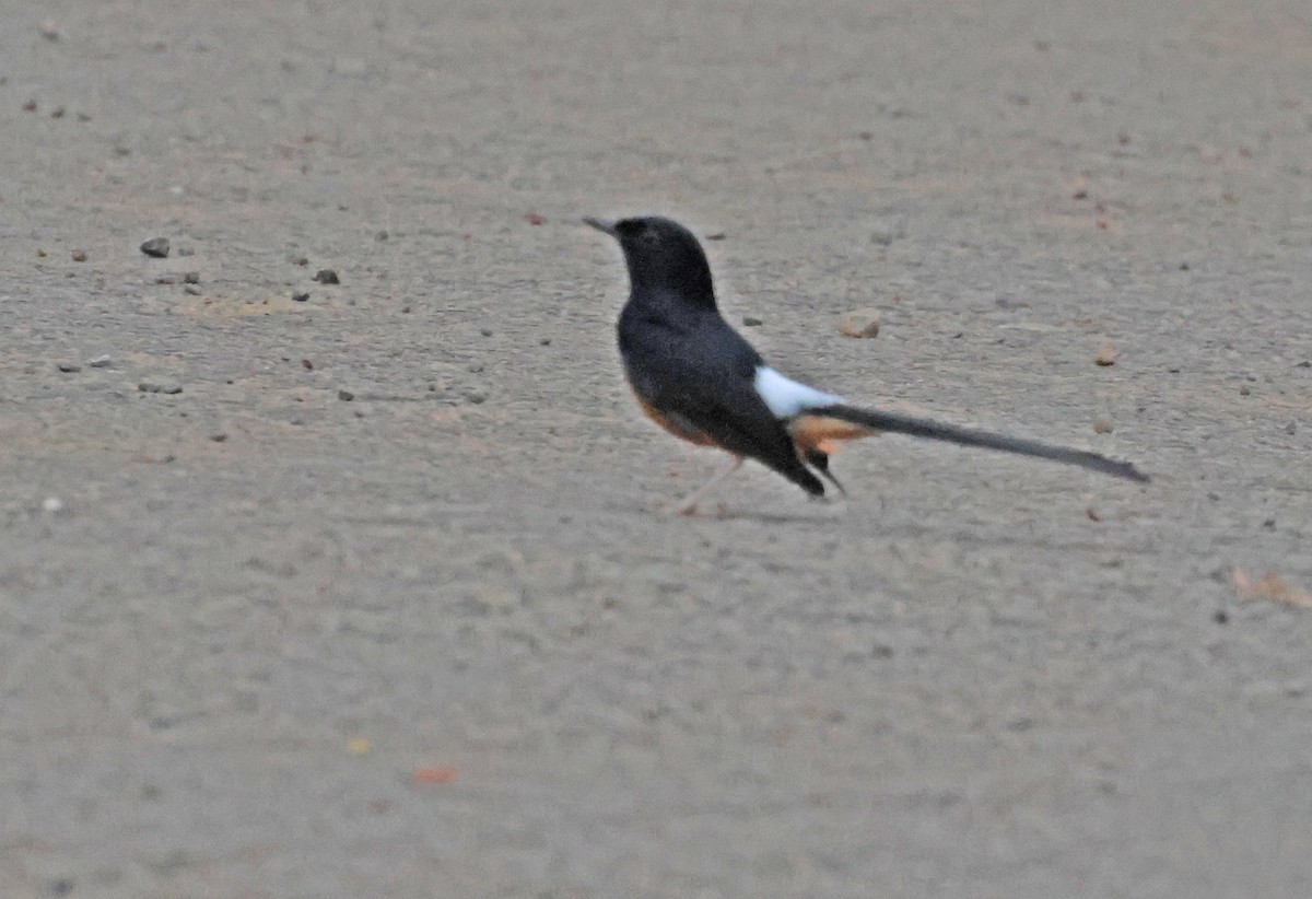 White-rumped Shama - ML626561335