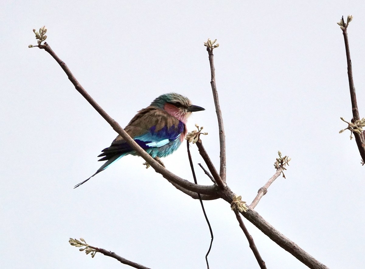 Lilac-breasted Roller - ML626561336