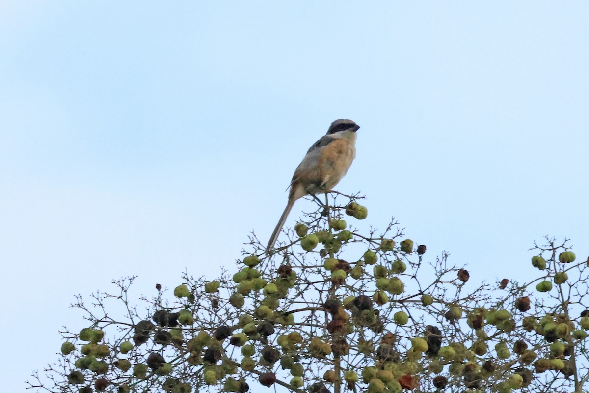 Gray-backed Shrike - ML626561338