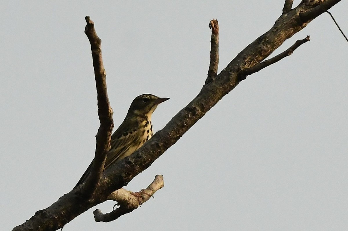 Olive-backed Pipit - ML626561340